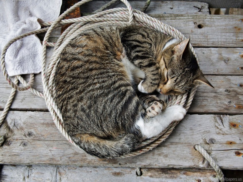 cat down kitten lie rope sleeping wallpaper Clear Background Isolated PNG Icon