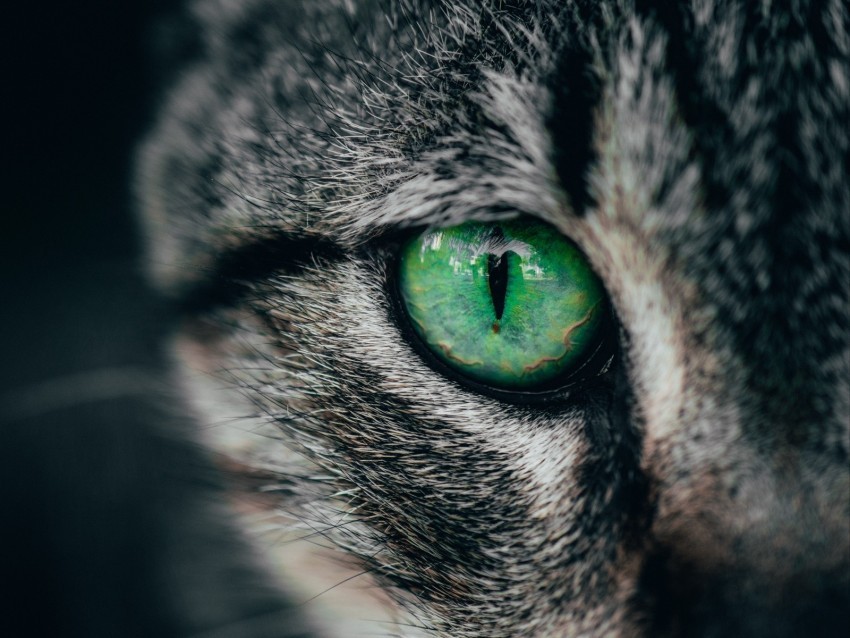 cat eye green pupil closeup PNG transparent graphics bundle