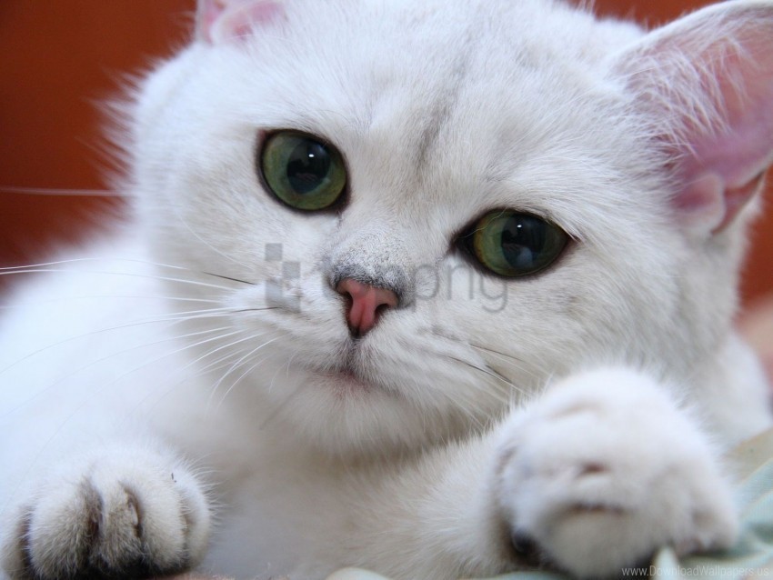 cat eyes face green sweet white wallpaper PNG images with alpha transparency free