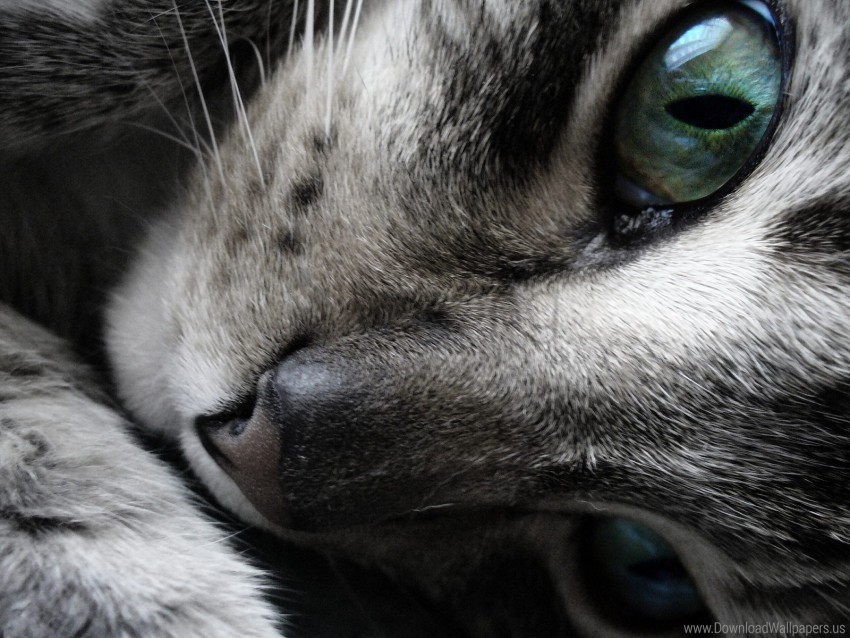 cat eyes face spots wallpaper PNG images for banners