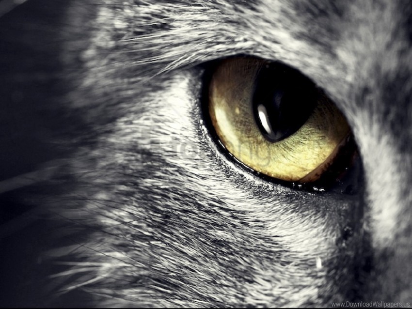 Cat Eyes Face Wallpaper PNG Transparent Images For Social Media