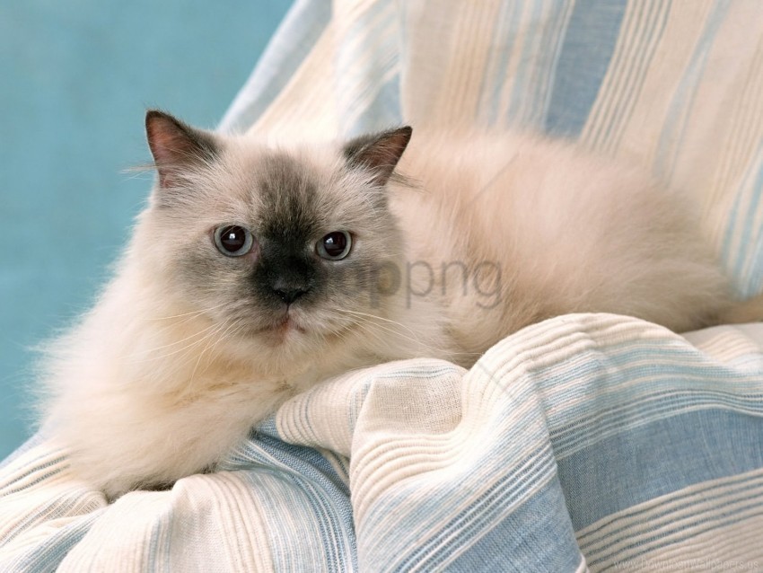 cat eyes furry purebred wallpaper PNG Graphic with Isolated Clarity
