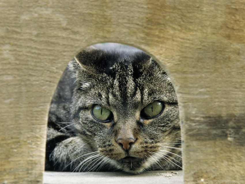 cat eyes gray green tabby wallpaper Alpha channel transparent PNG