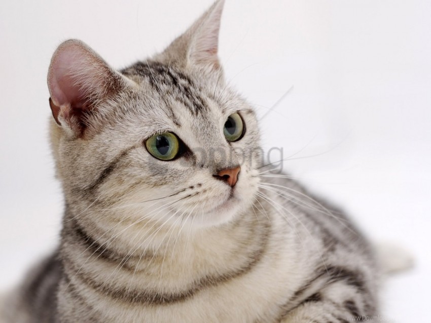 cat eyes gray muzzle wallpaper PNG clear background
