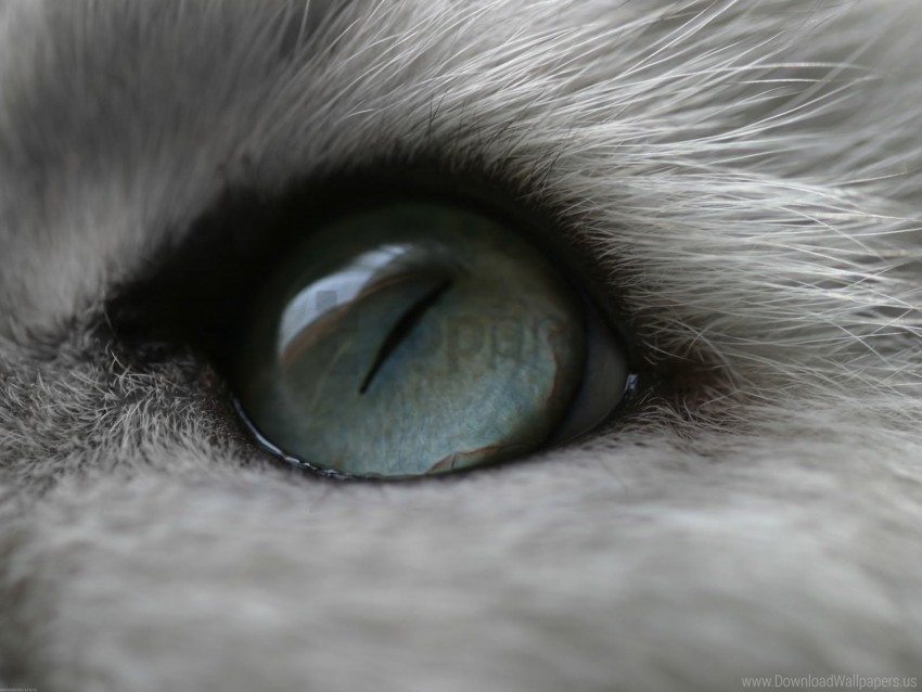 cat eyes hair wallpaper High-resolution transparent PNG images comprehensive assortment