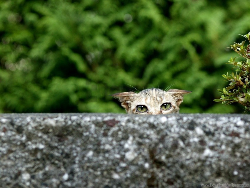 cat eyes look out sick wallpaper PNG Image with Transparent Isolated Graphic Element