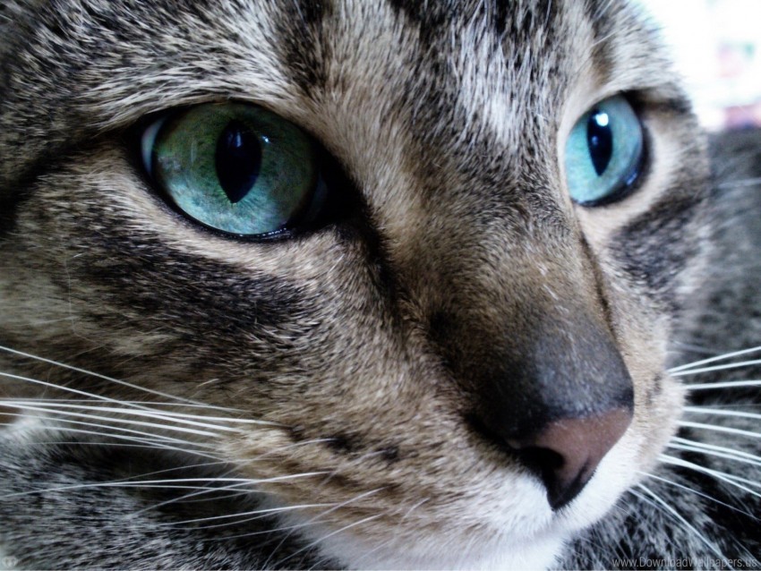 cat eyes muzzle surprise wallpaper PNG with transparent overlay