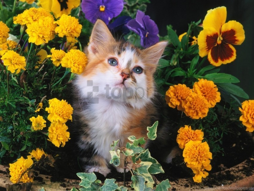 cat face flowers fluffy wallpaper PNG transparent images bulk