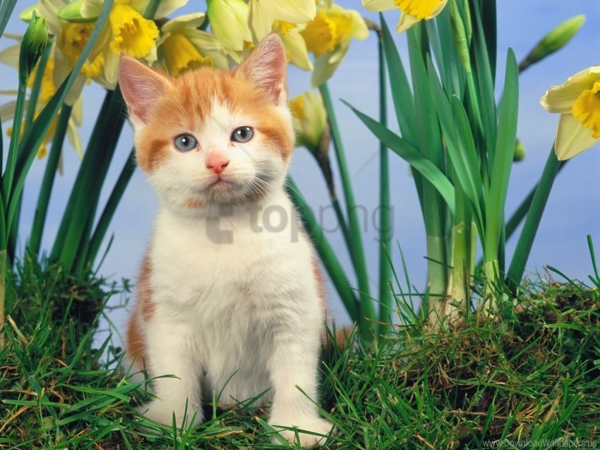 cat face flowers kitty wallpaper PNG images without subscription