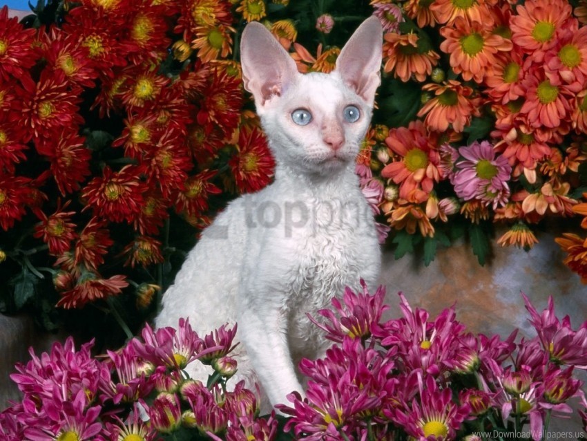 Cat Face Flowers Sphinx Wallpaper PNG Files With No Backdrop Wide Compilation