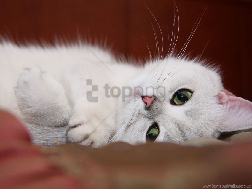cat face fun rest white wallpaper Isolated Element in Transparent PNG