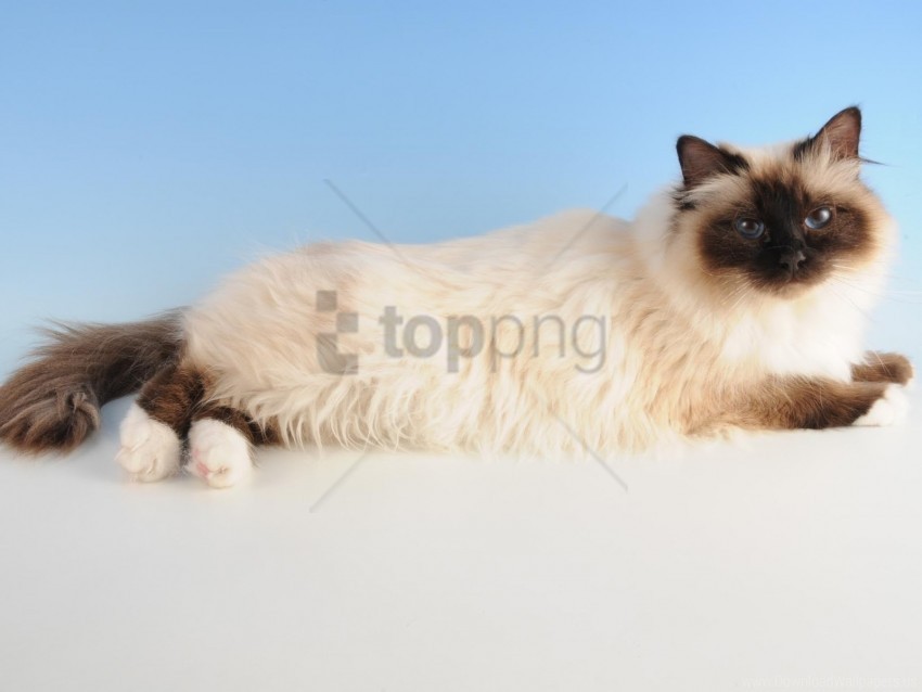 cat face furry hair lie wallpaper Isolated Illustration in Transparent PNG