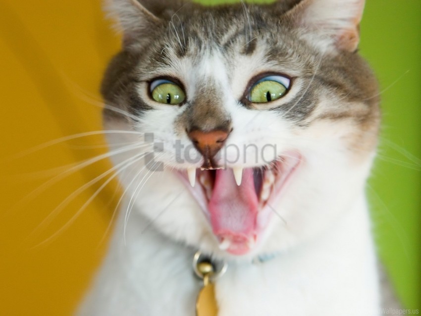 cat face hair teeth wallpaper PNG images with clear alpha layer