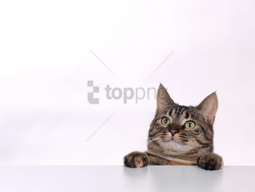 cat face happy look wallpaper Isolated Subject on HighQuality PNG