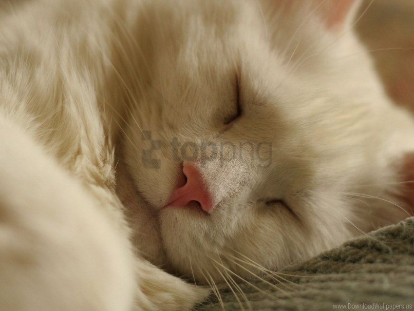cat face light sleep wallpaper Transparent PNG picture