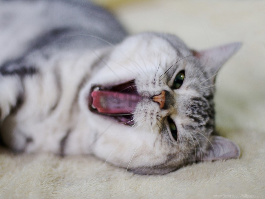 Cat Face Mouth Nose Yawn Wallpaper Clear Background PNG Clip Arts