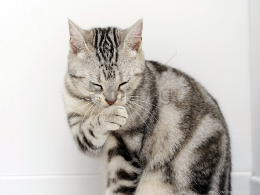 cat face paw wash wallpaper PNG format with no background