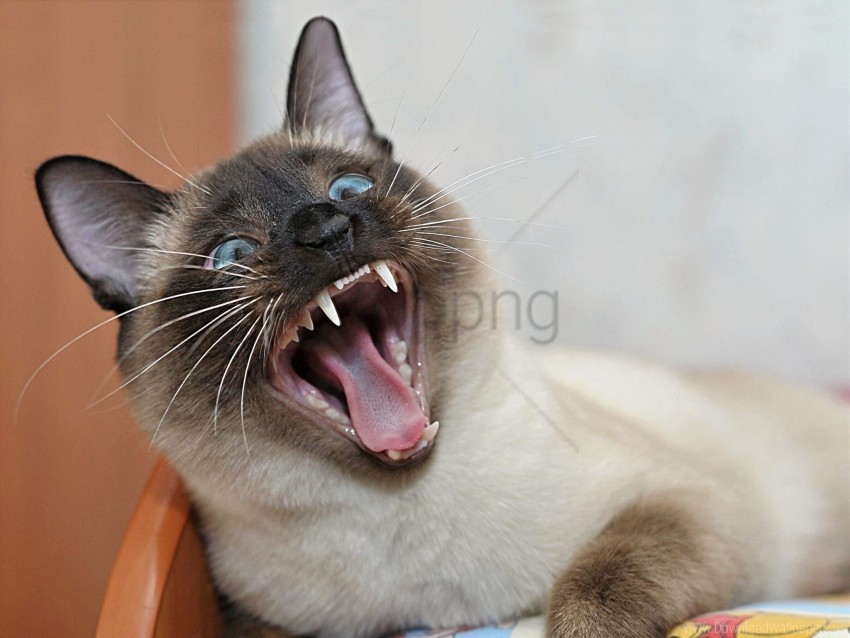 cat face teeth yawn wallpaper PNG Isolated Object on Clear Background