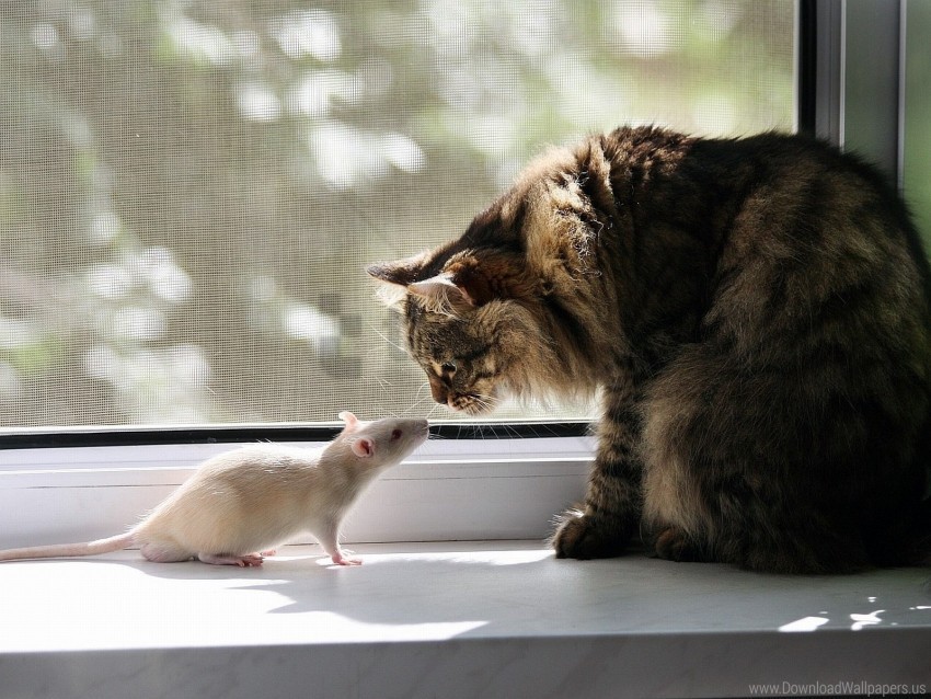 Cat Familiarity Rat Window Sill Wallpaper PNG Clip Art Transparent Background