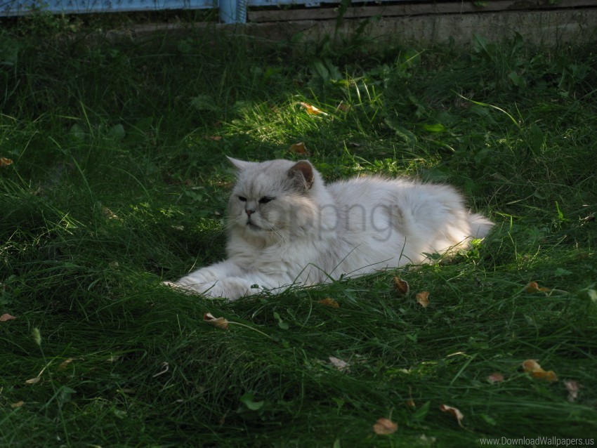cat fat furry grass lying wallpaper Free PNG download no background