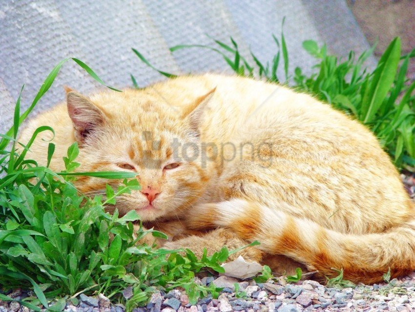 cat fat grass sleep wallpaper PNG Image with Clear Background Isolation