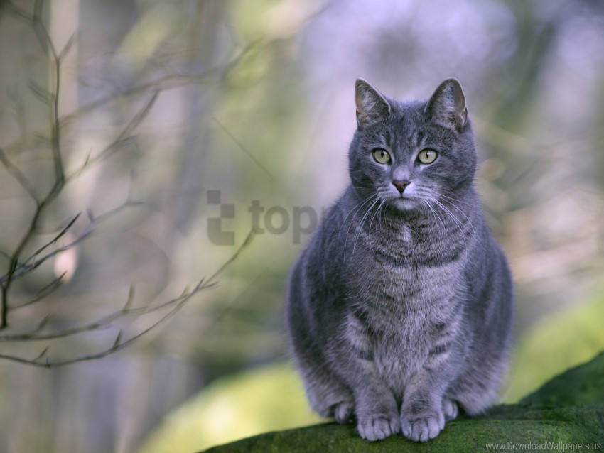 cat fat gray lying striped wallpaper HighQuality Transparent PNG Isolated Artwork