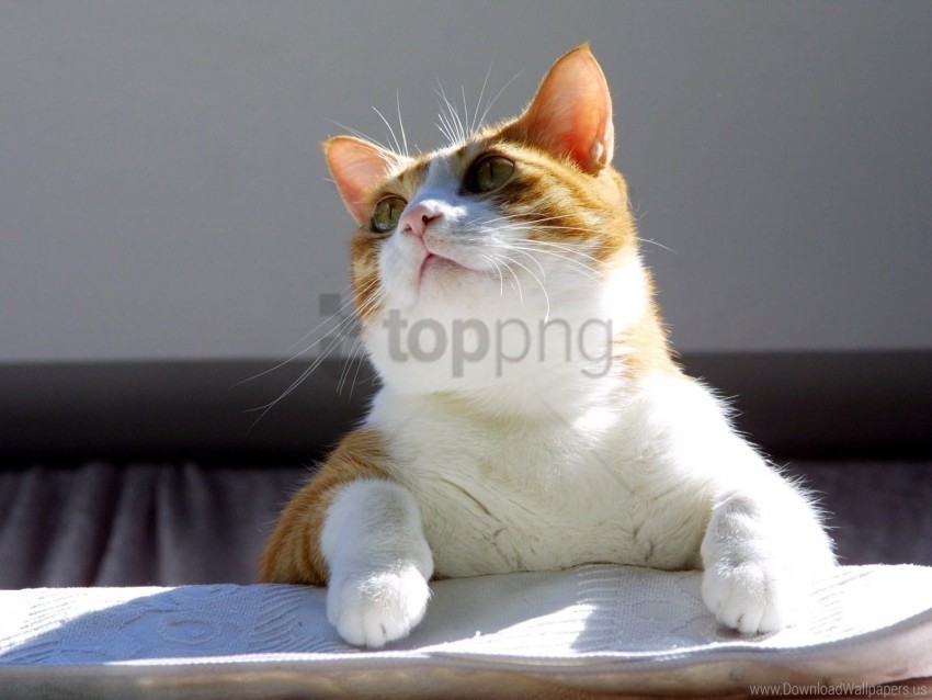 cat fat look wallpaper PNG Graphic with Isolated Transparency