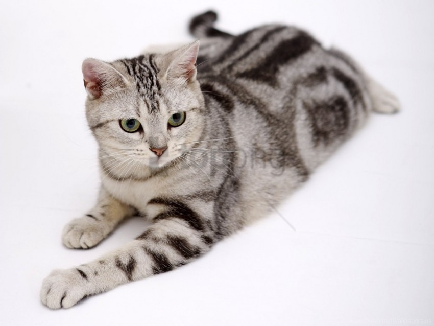 cat fat lying striped thick wallpaper PNG files with transparent backdrop
