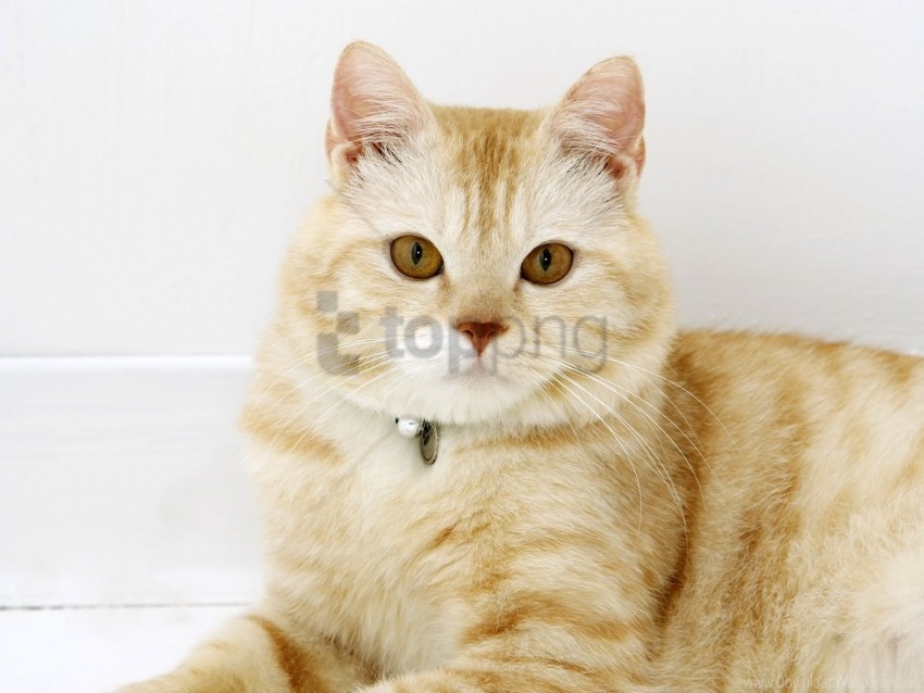 cat fat muzzle wallpaper PNG for blog use