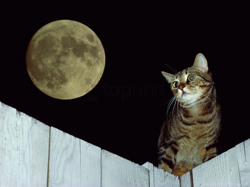 cat fence moon striped wallpaper Isolated Subject in Clear Transparent PNG