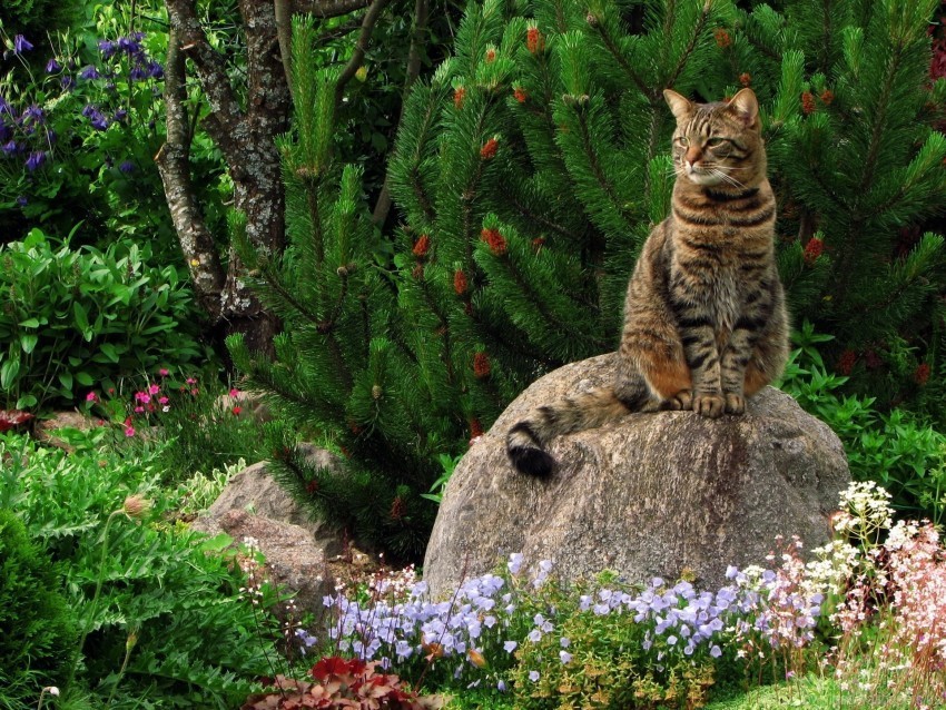 cat flowers garden grass landscape rock sitting wallpaper Free PNG images with alpha transparency