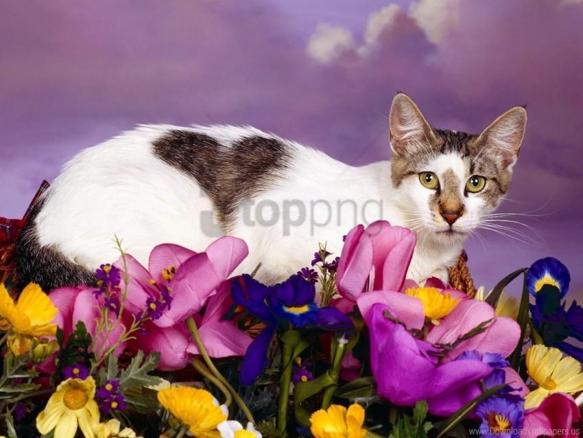 cat flowers sit spotted wallpaper PNG graphics with alpha transparency bundle