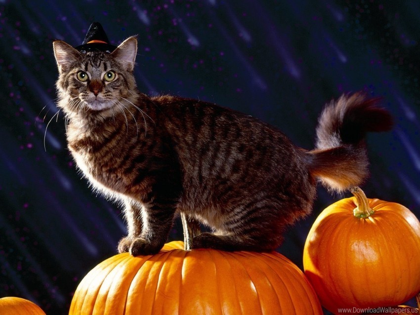 Cat Fluffy Halloween Pumpkin Wallpaper Isolated Subject In HighQuality Transparent PNG