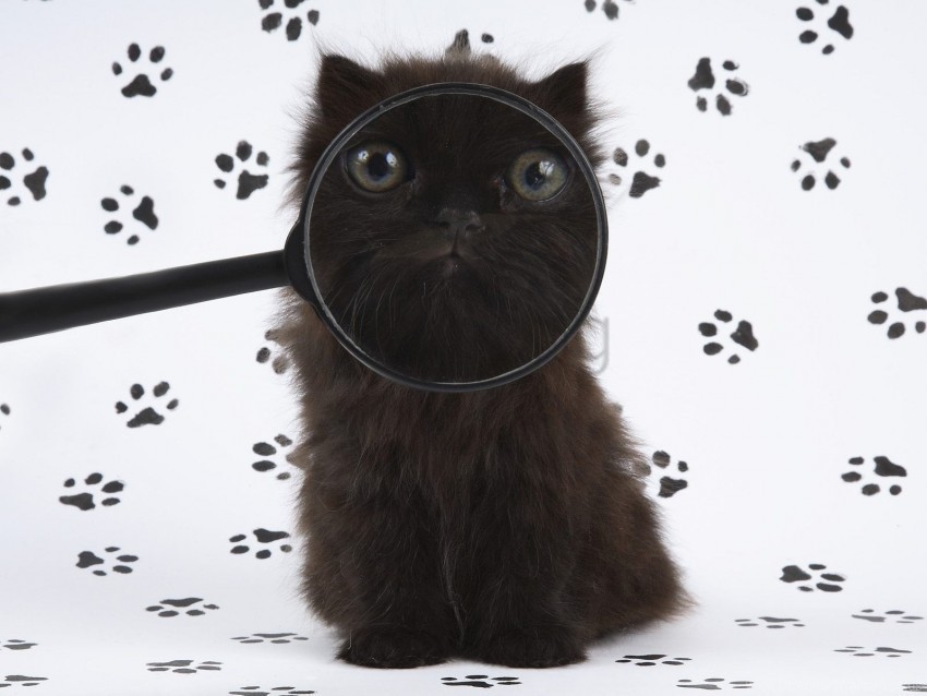 cat fluffy magnifier muzzle wallpaper Transparent Background Isolated PNG Icon