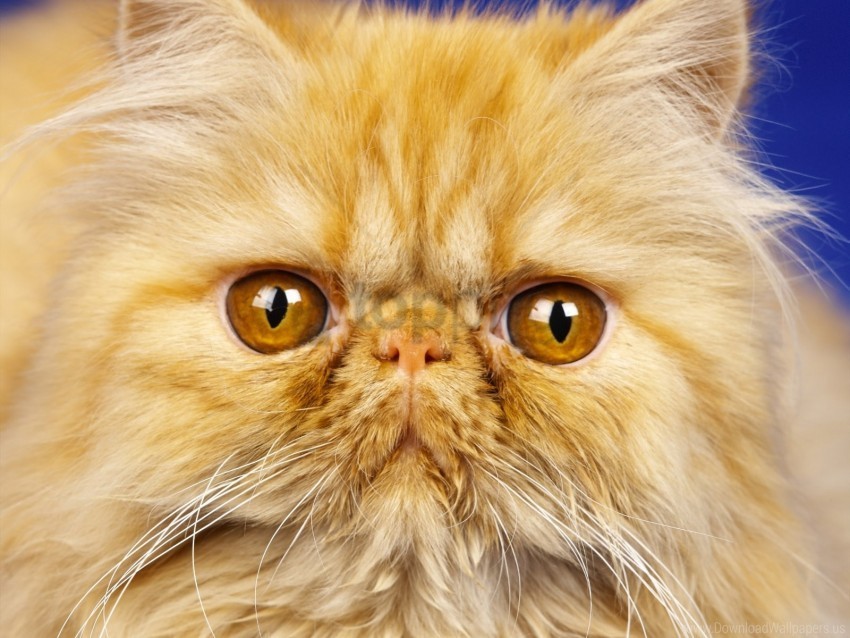 cat fluffy muzzle nose whiskers wallpaper Transparent PNG Isolated Item