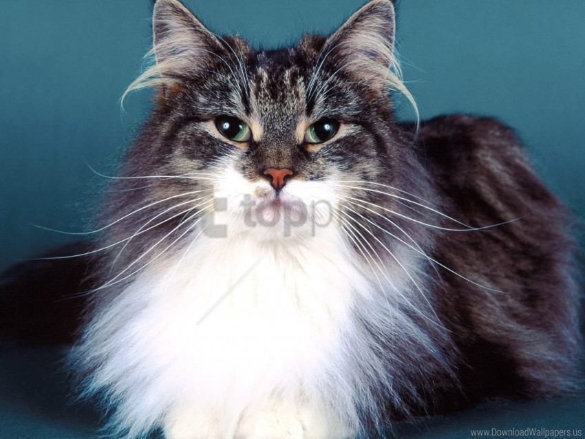 cat fluffy muzzle wallpaper PNG for mobile apps