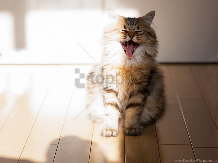cat fluffy open mouth parquet yawn wallpaper ClearCut Background Isolated PNG Design