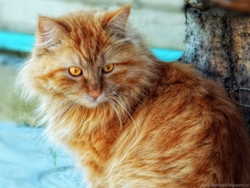 cat fluffy sit thick wallpaper PNG images with alpha transparency layer