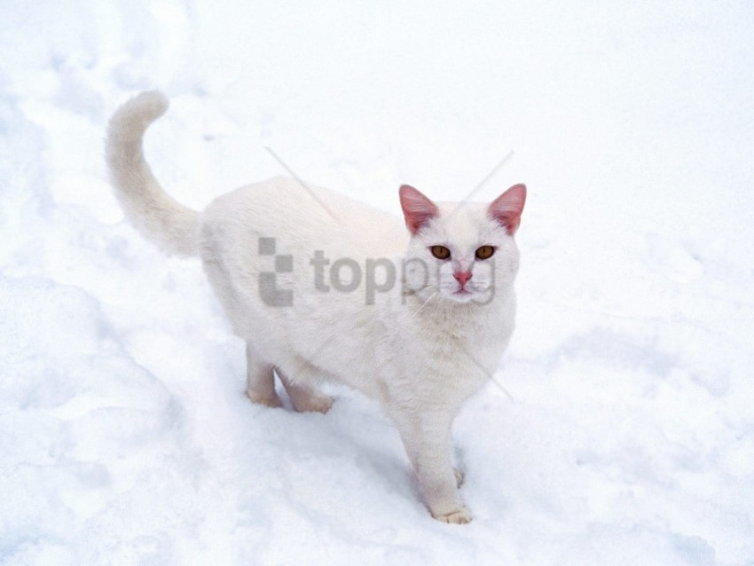 cat frost snow white wallpaper Isolated Graphic with Clear Background PNG