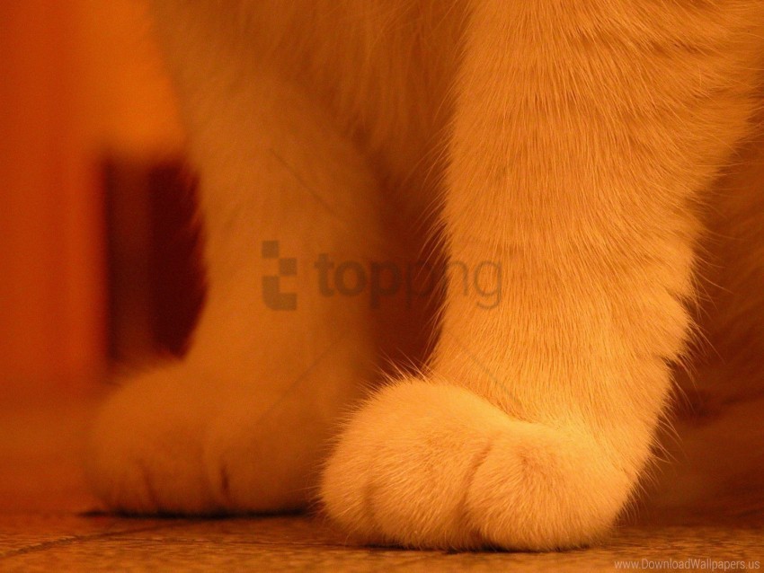 cat fur light paws wallpaper PNG images with alpha mask