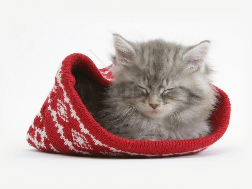 cat furry hat sleeping wallpaper Isolated Graphic on HighQuality PNG