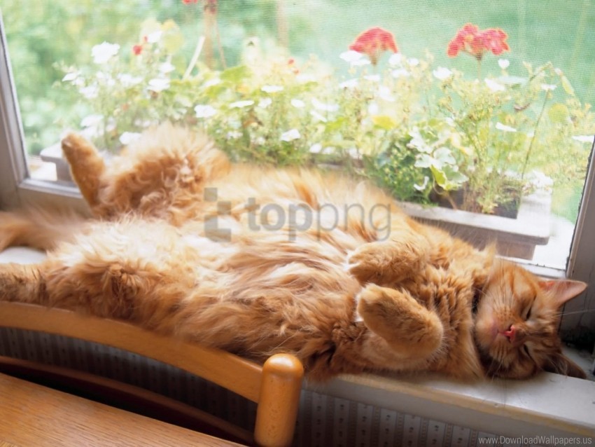 cat furry lying thick wallpaper PNG Graphic with Transparent Isolation