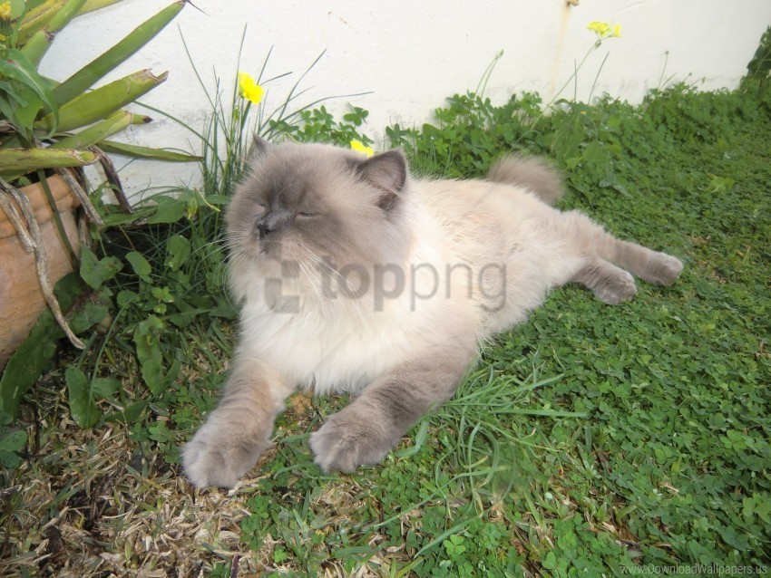 cat furry lying wallpaper Transparent Background PNG Isolation