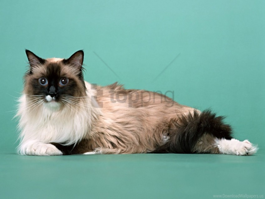 cat furry lying wallpaper PNG clipart with transparency