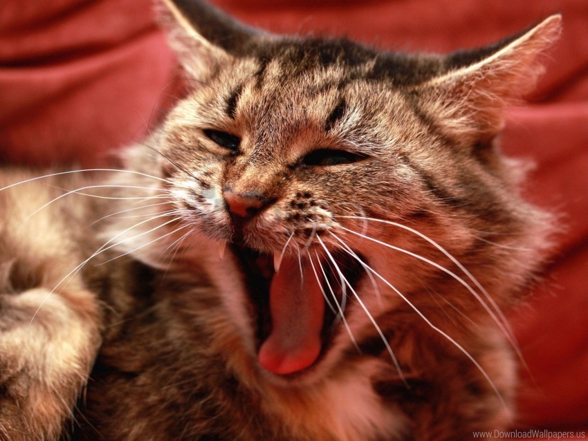 Cat Furry Meow Mouth Screaming Wallpaper PNG Image Isolated With HighQuality Clarity