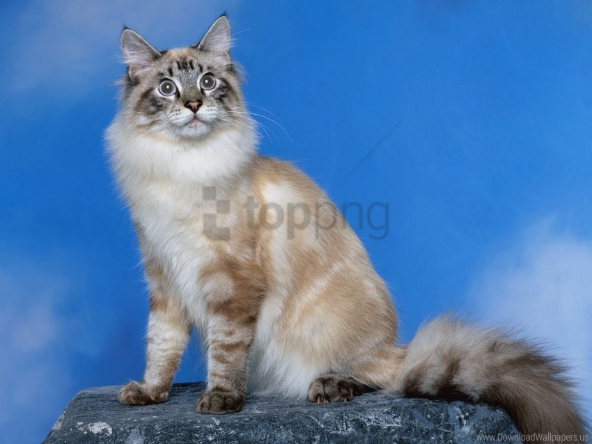 cat furry photo shoot wallpaper PNG Image with Transparent Isolated Design