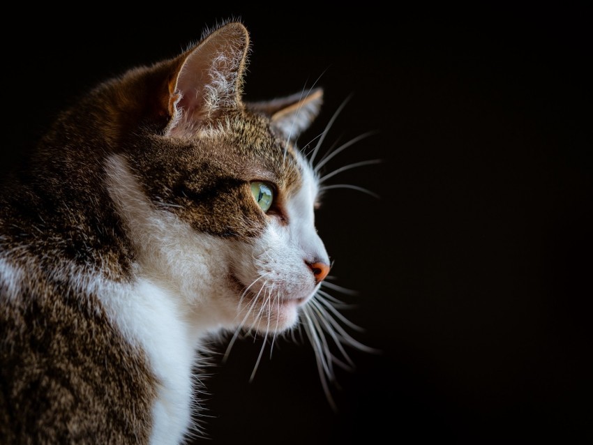 cat glance muzzle animal pet PNG images with alpha transparency diverse set