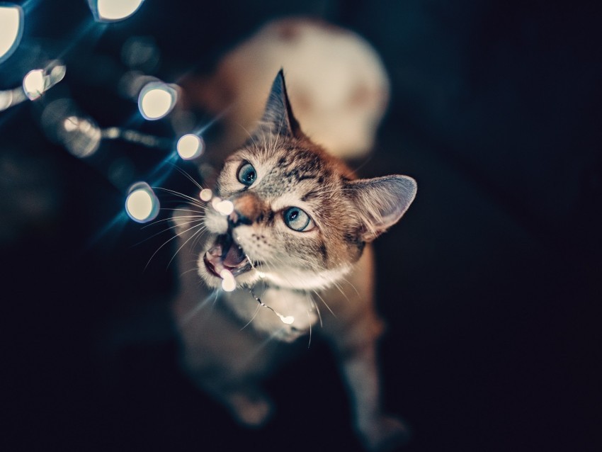 cat glare bokeh light Isolated Object with Transparent Background in PNG