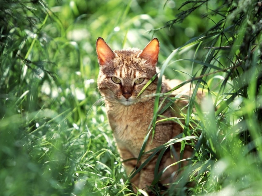 cat grass look sadness sit wallpaper PNG files with clear background bulk download