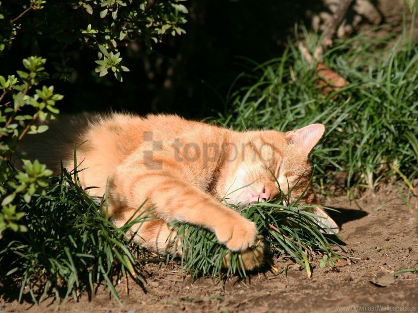 cat grass sleep sunlight wallpaper PNG for personal use